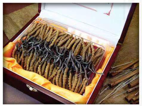 五指山冬虫夏草回收